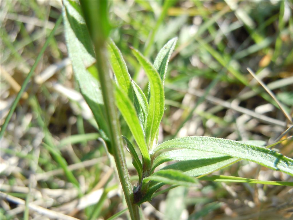 Centaurea nigrescens (Asteraceae)